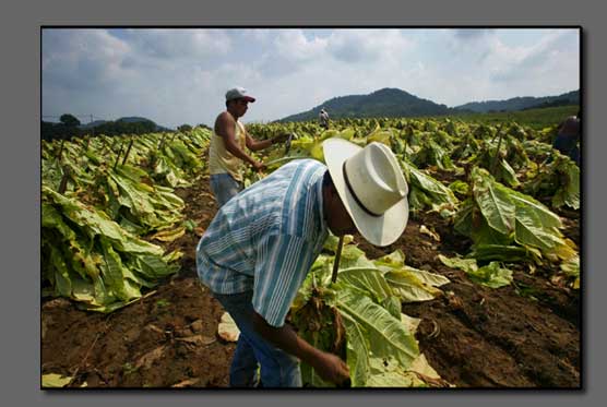 Tobacco farming